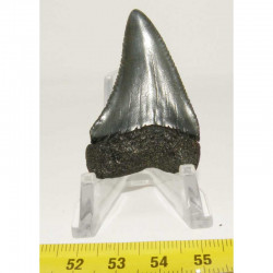 dent de requin Carcharodon carcharias ( 4.9 cm - 041 )