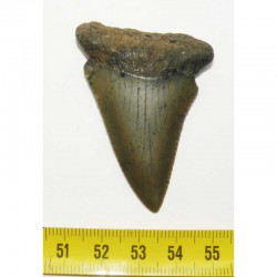 dent de requin Carcharodon carcharias ( 5.6 cm - 023 )