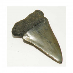dent de requin Carcharodon carcharias ( 5.6 cm - 023 )