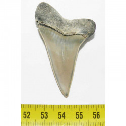 dent de requin Isurus hastalis ( 5,5 cms - 092 )
