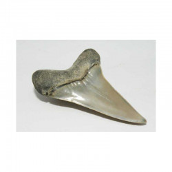 dent de requin Isurus hastalis ( 5,5 cms - 092 )