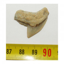 dent de requin Galeocerdo Cuvier ( USA - 015)