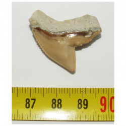 dent de requin Galeocerdo Cuvier ( USA - 015)