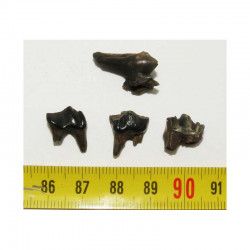 4 dents de chevreuil prehistorique ( 007 )