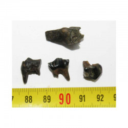 4 dents de chevreuil prehistorique ( 007 )