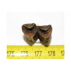 1 dent de Lama ou Chameau prehistorique ( 012 )