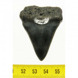 dent de requin Carcharodon carcharias ( 5.0 cm - 019 )