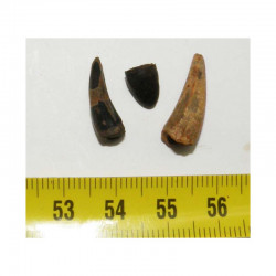 3 dents fossile d Aligators ( USA - 016 )