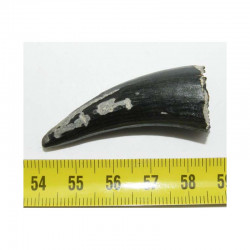 1 dent fossile d Aligator ( USA - 019 )