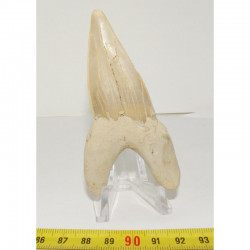 dent Fossile de requin Lamna Obliqua ( 8.9 cms - 031 )