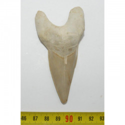 dent Fossile de requin Lamna Obliqua ( 8.9 cms - 031 )