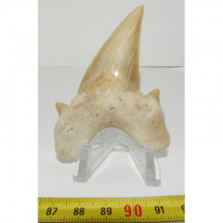 dent Fossile de requin Lamna Obliqua ( 7. 8 cms - 039 )