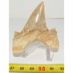dent Fossile de requin Lamna Obliqua ( 6.5 cms - 040 )