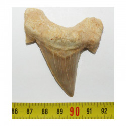 dent Fossile de requin Lamna Obliqua ( 6.5 cms - 040 )