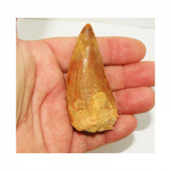 1 dent de Carcharodontosaurus saharicus - T REX Africain ( 7.4 cms -  006 )