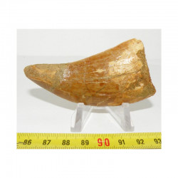 1 dent de Carcharodontosaurus saharicus - T REX Africain ( 7.9 cms - 006 )