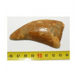 1 dent de Carcharodontosaurus saharicus - T REX Africain ( 7.9 cms - 006 )