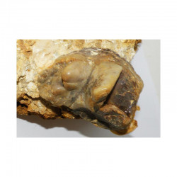 Molaire de gomphotherium - Mastodonte ( Faluns - 011 )