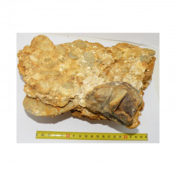 Molaire de gomphotherium - Mastodonte ( Faluns - 011 )