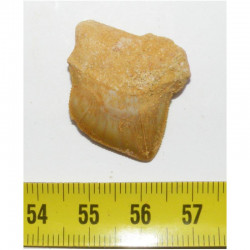 dent de requin Squalicorax kaupi ( 3.0 cms - 037 )