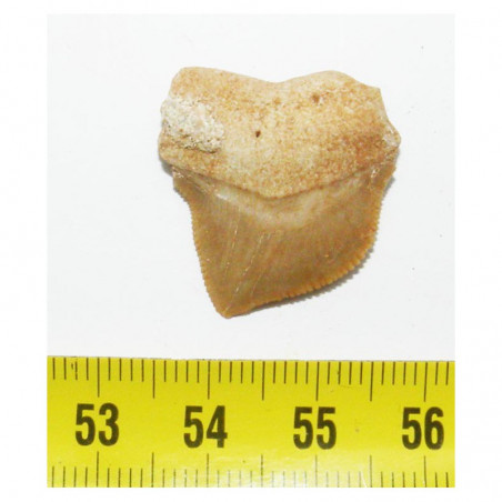 dent de requin Squalicorax kaupi ( 2.5 cms - 036 )