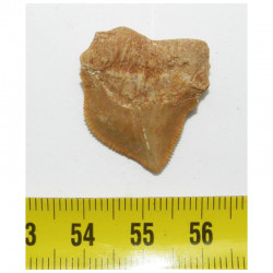 dent de requin Squalicorax kaupi ( 2.5 cms - 036 )