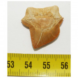 dent de requin Squalicorax kaupi ( 2.6 cms - 035 )