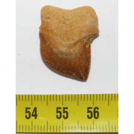 dent de requin Squalicorax kaupi ( 2.7 cms - 039 )