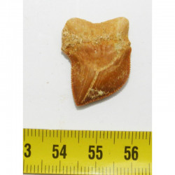 dent de requin Squalicorax kaupi ( 2.7 cms - 039 )