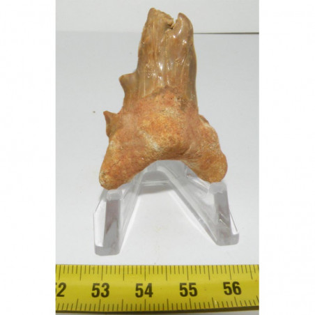 dent pathologique de requin Lamna Obliqua ( 4.7 cm - 003 )