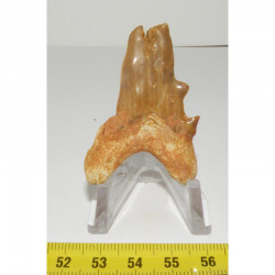 dent pathologique de requin Lamna Obliqua ( 4.7 cm - 003 )
