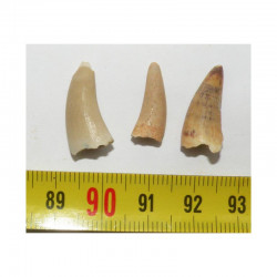 lot de 3 dents de Crocodilus Spenceri ( Maroc - 016 )