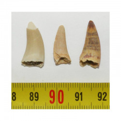 lot de 3 dents de Crocodilus Spenceri ( Maroc - 016 )