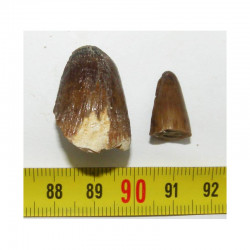 lot de 2 dents de Crocodilus Spenceri ( Maroc - 002 )