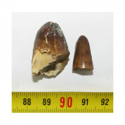 lot de 2 dents de Crocodilus Spenceri ( Maroc - 002 )