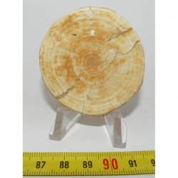Vertebre Fossile de requin Lamna Obliqua ( 003)