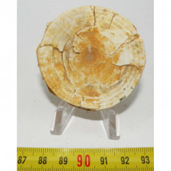 Vertebre Fossile de requin Lamna Obliqua ( 010)