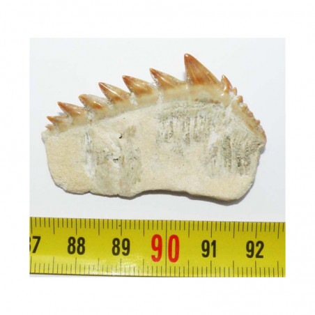 dent fossile de requin Notidanodon loozi ( Maroc - 002 )