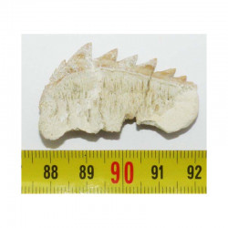 dent fossile de requin Notidanodon loozi ( Maroc - 003