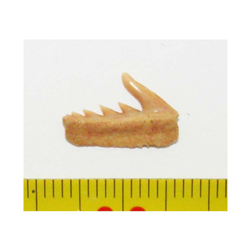 dent fossile de requin Weltonia ancistrodon ( Maroc - 002 )