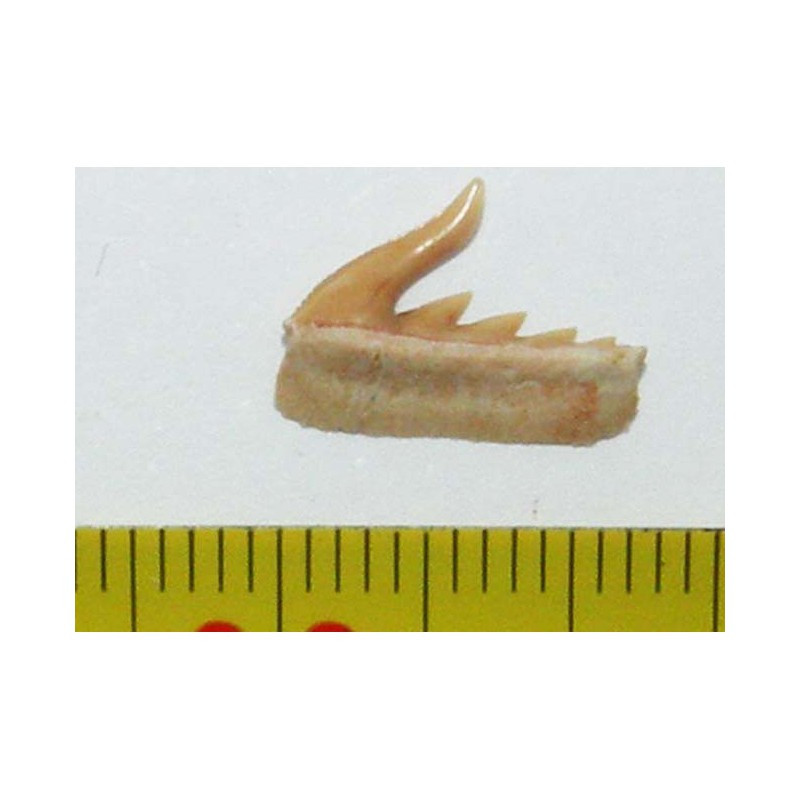 dent fossile de requin Weltonia ancistrodon ( Maroc - 005 )
