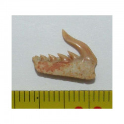 dent fossile de requin Weltonia ancistrodon ( Maroc - 005 )