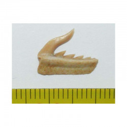 dent fossile de requin Weltonia ancistrodon ( Maroc - 006 )