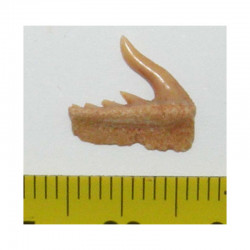 dent fossile de requin Weltonia ancistrodon ( Maroc - 006 )
