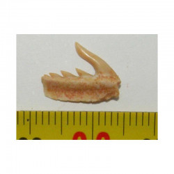 dent fossile de requin Weltonia ancistrodon ( Maroc - 003 )