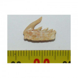 dent fossile de requin Weltonia ancistrodon ( Maroc - 003 )