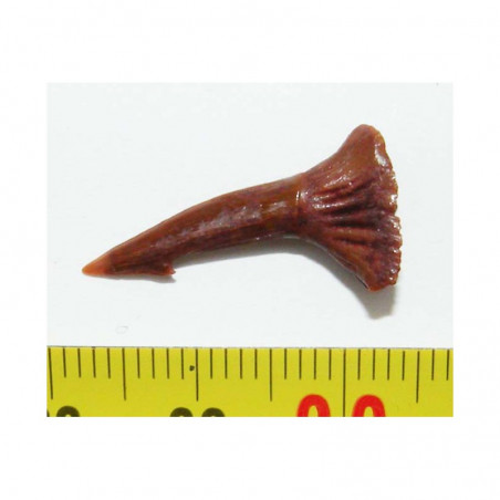 Dent Fossile de requin Onchopristis numidus ( Maroc - 009 )