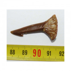 Dent Fossile de requin Onchopristis numidus ( Maroc - 015 )