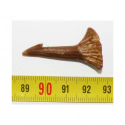 Dent Fossile de requin Onchopristis numidus ( Maroc - 015 )