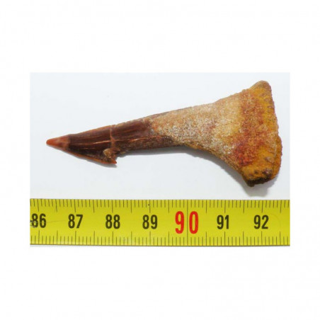 Dent Fossile de requin Onchopristis numidus ( Maroc - 014 )